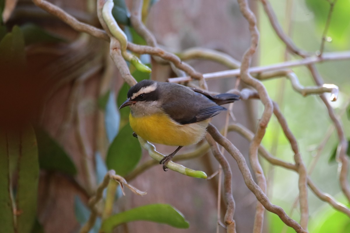 Bananaquit - Haydee Cabassi