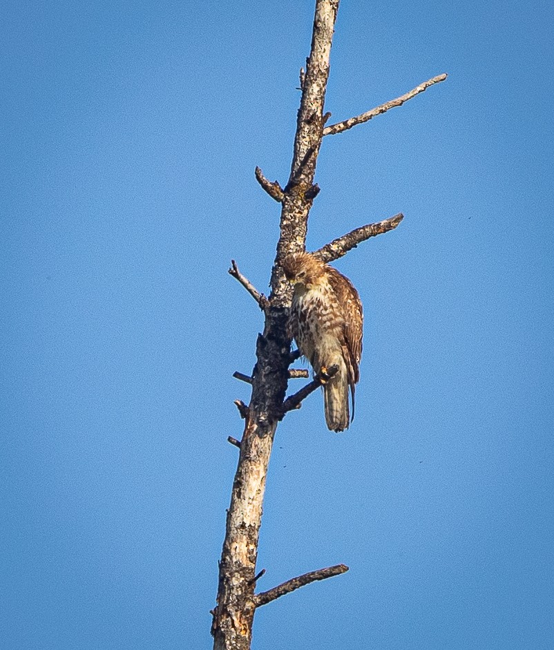 Red-tailed Hawk - bj worth