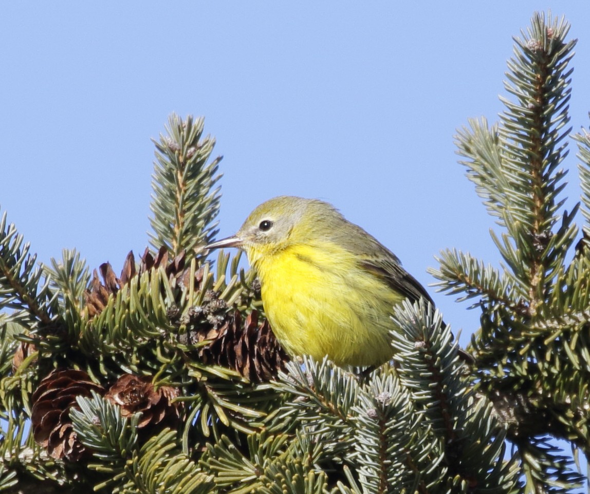 Prairie Warbler - Christine Howe