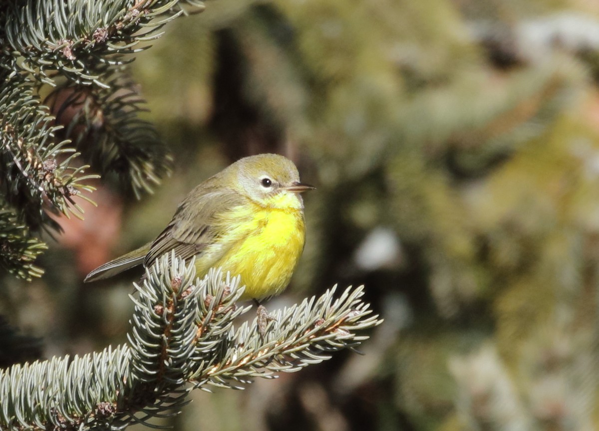 Prairie Warbler - ML619634812