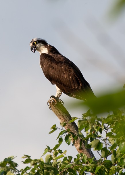 Osprey - Michael Sciortino