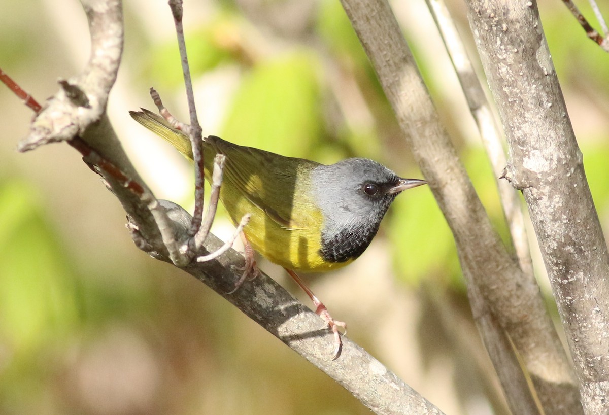 Mourning Warbler - Randolph White 🦅