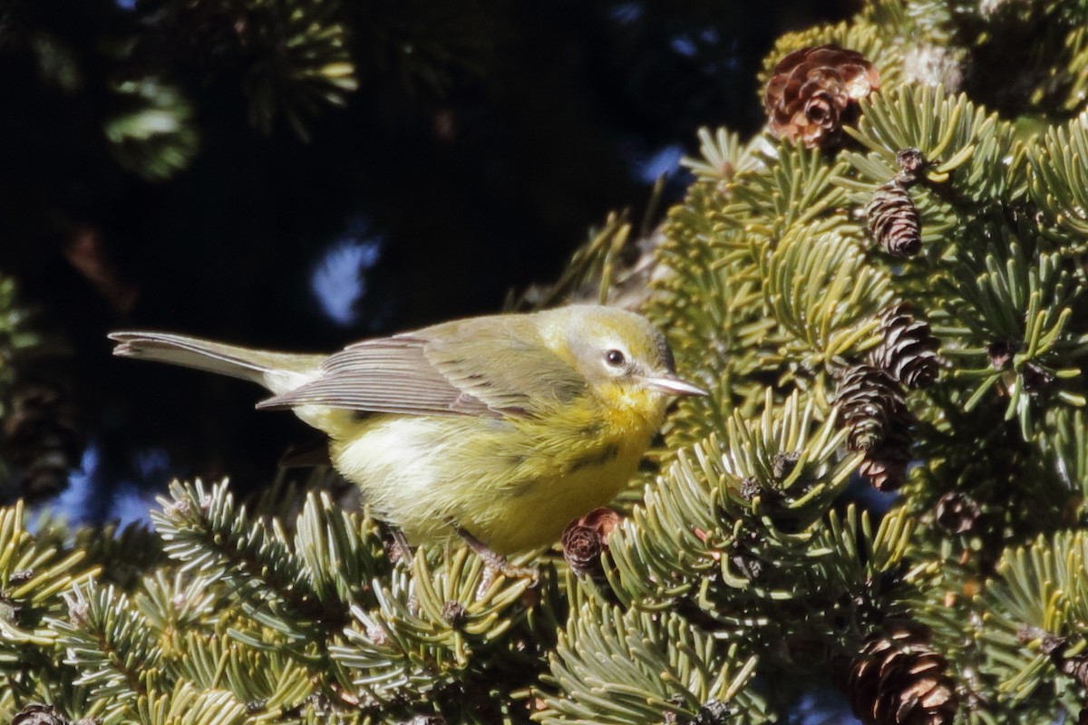 Prairie Warbler - ML619634815