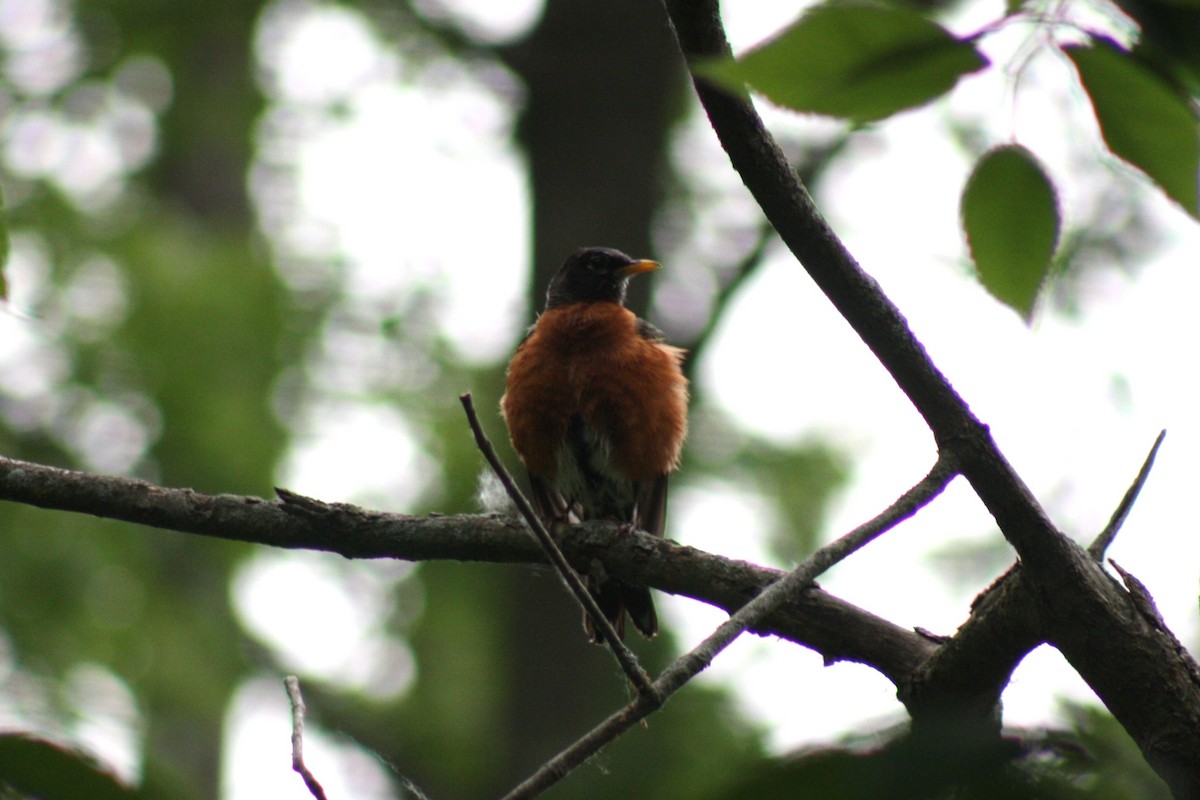 American Robin - ML619634818