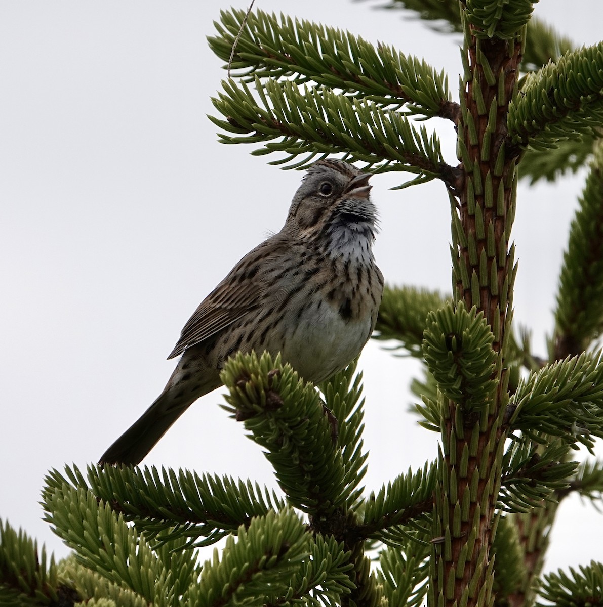 Lincoln's Sparrow - Megan ONeill