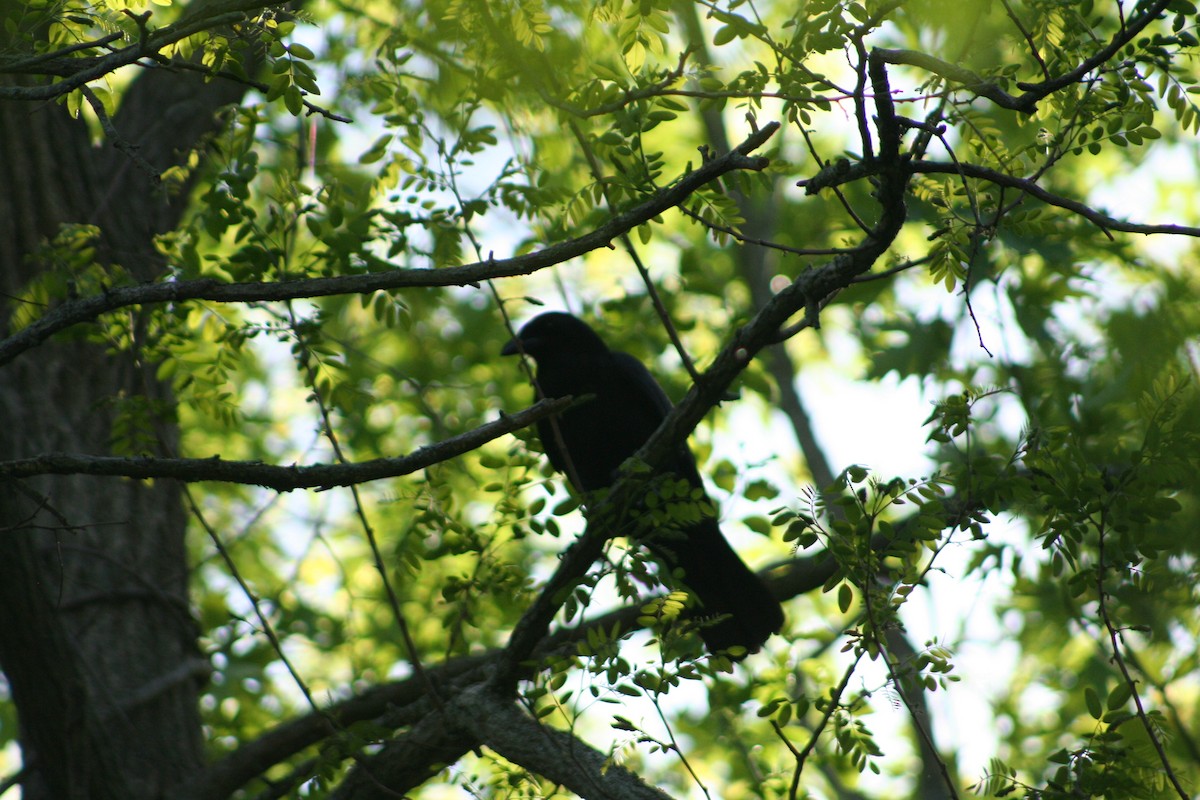 Red-winged Blackbird - ML619634822