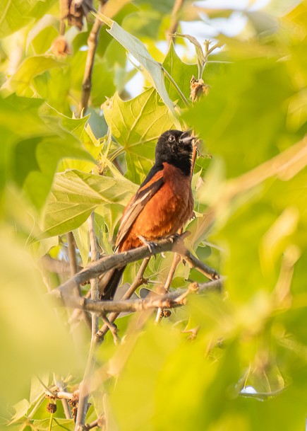 Orchard Oriole - Michael Sciortino