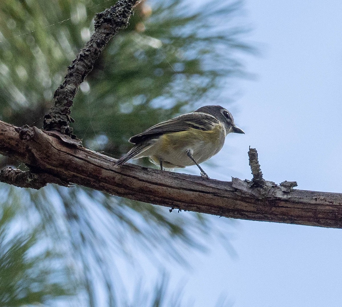 Blue-headed Vireo - Richard Thunen