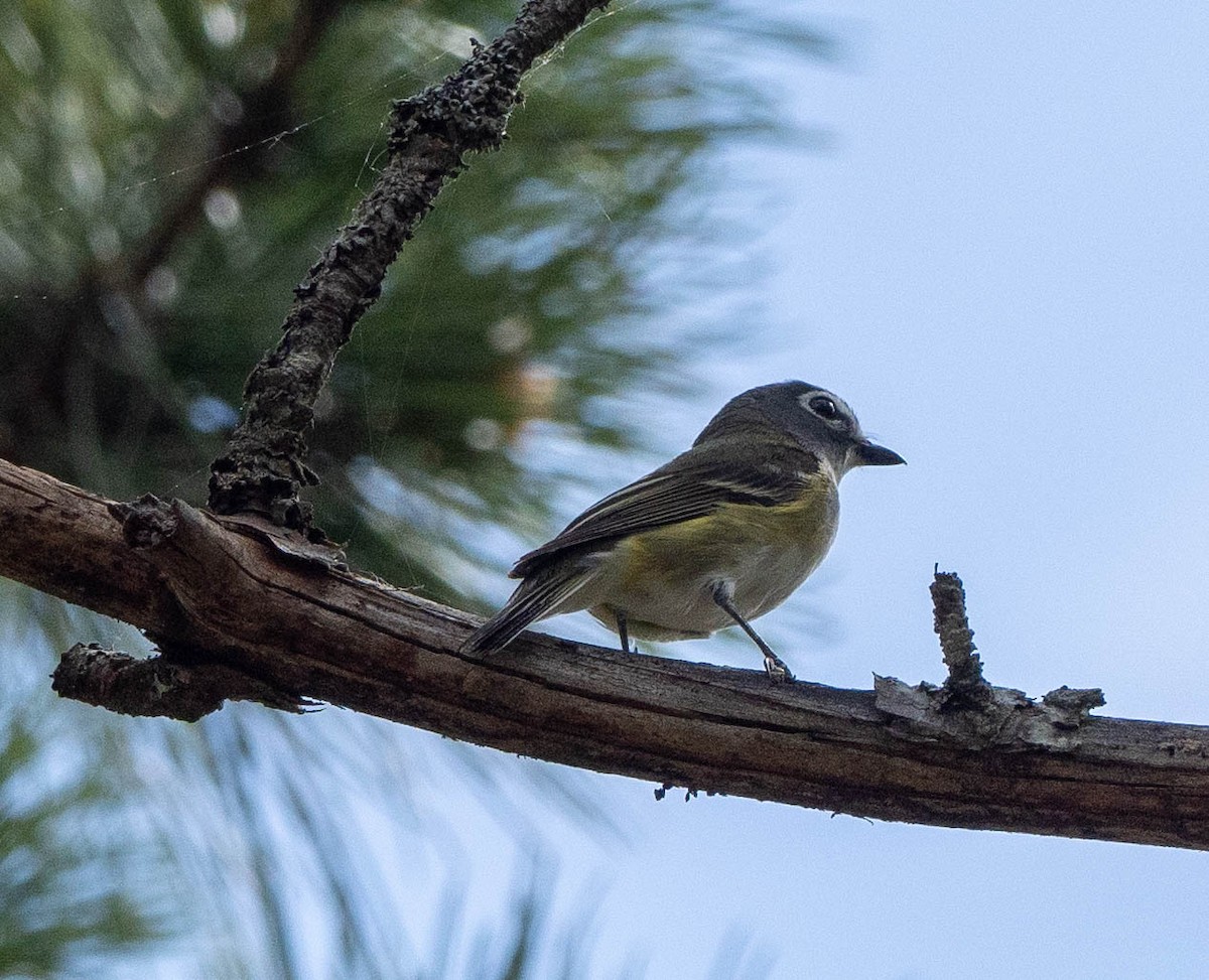 Blue-headed Vireo - Richard Thunen