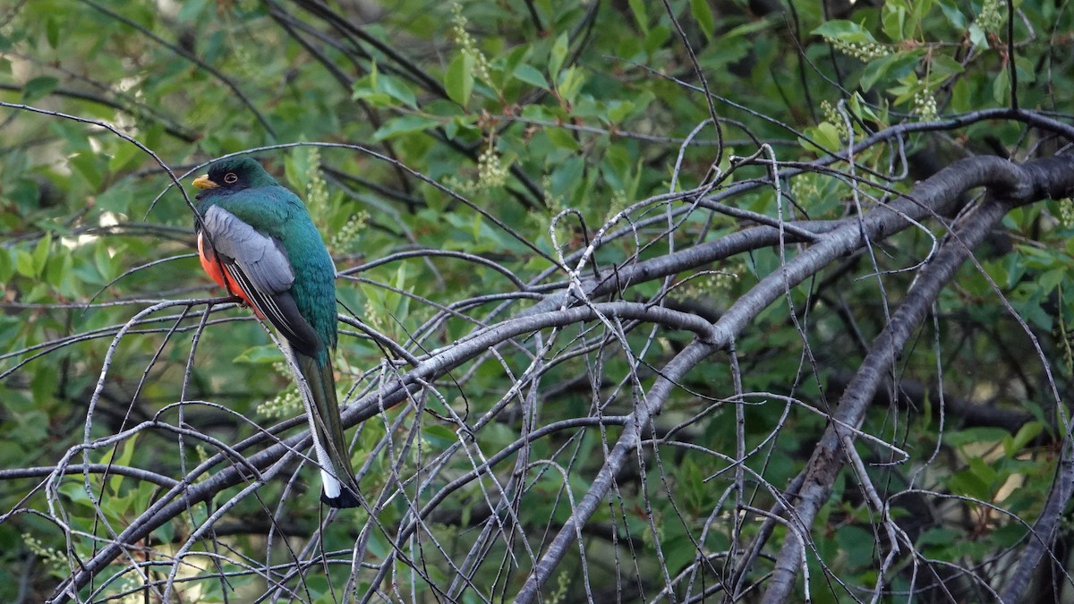 Elegant Trogon - leo wexler-mann