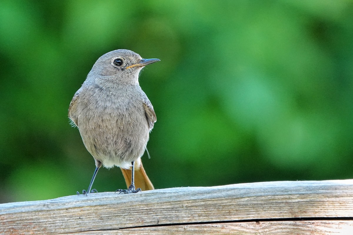 Black Redstart - Thomas Gibson