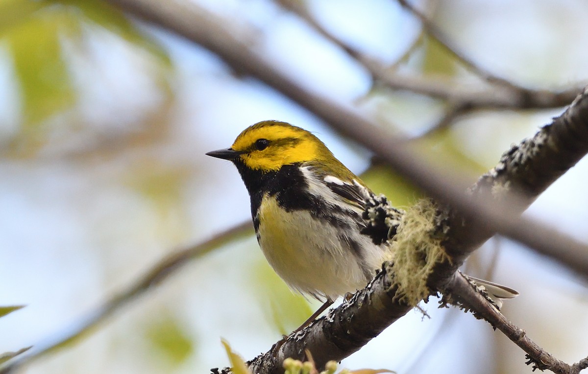 Black-throated Green Warbler - Sylvain Dallaire