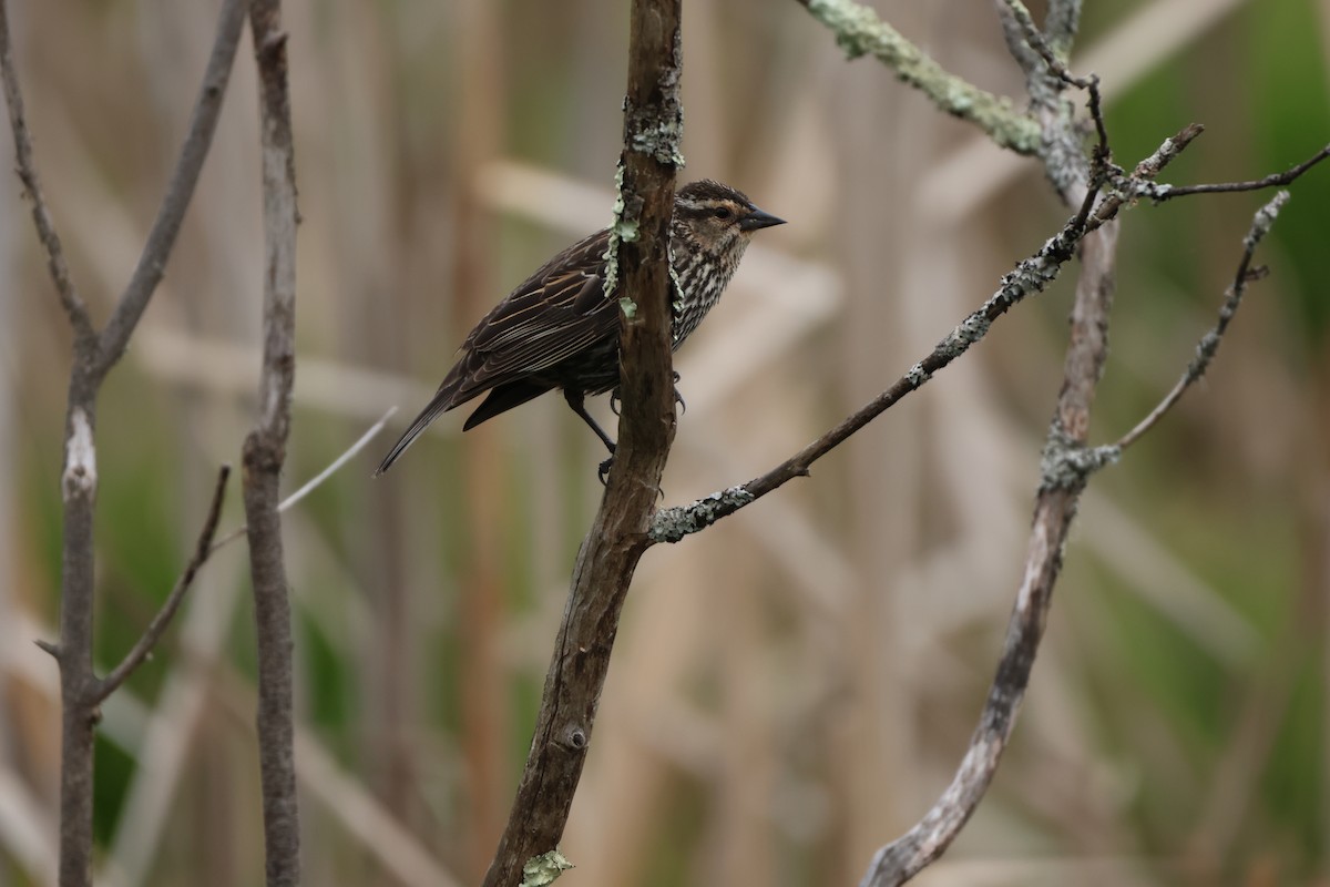 Red-winged Blackbird - ML619634842