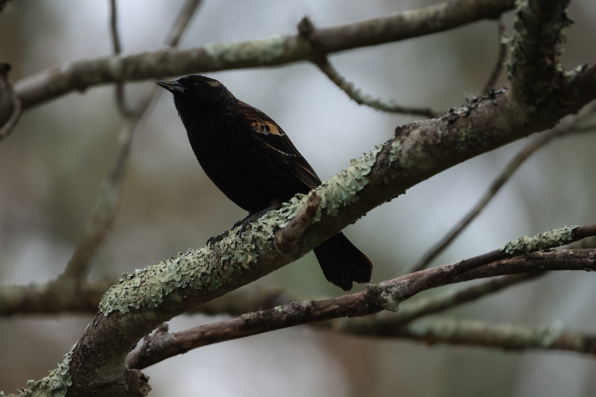 Red-winged Blackbird - ML619634843