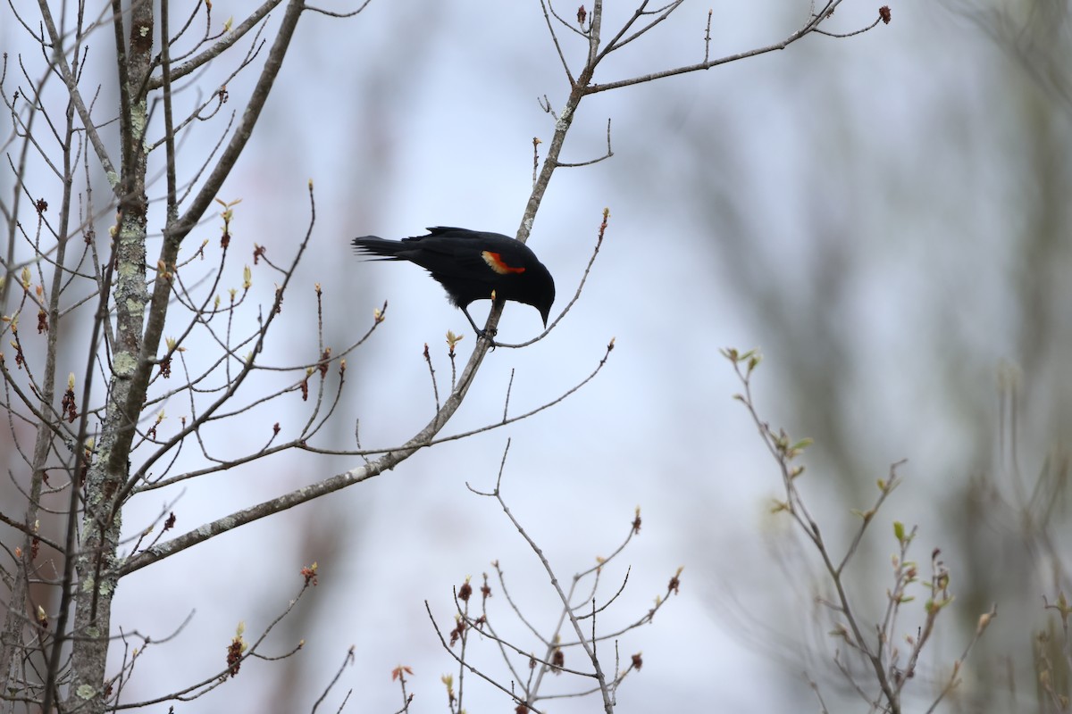 Red-winged Blackbird - ML619634844