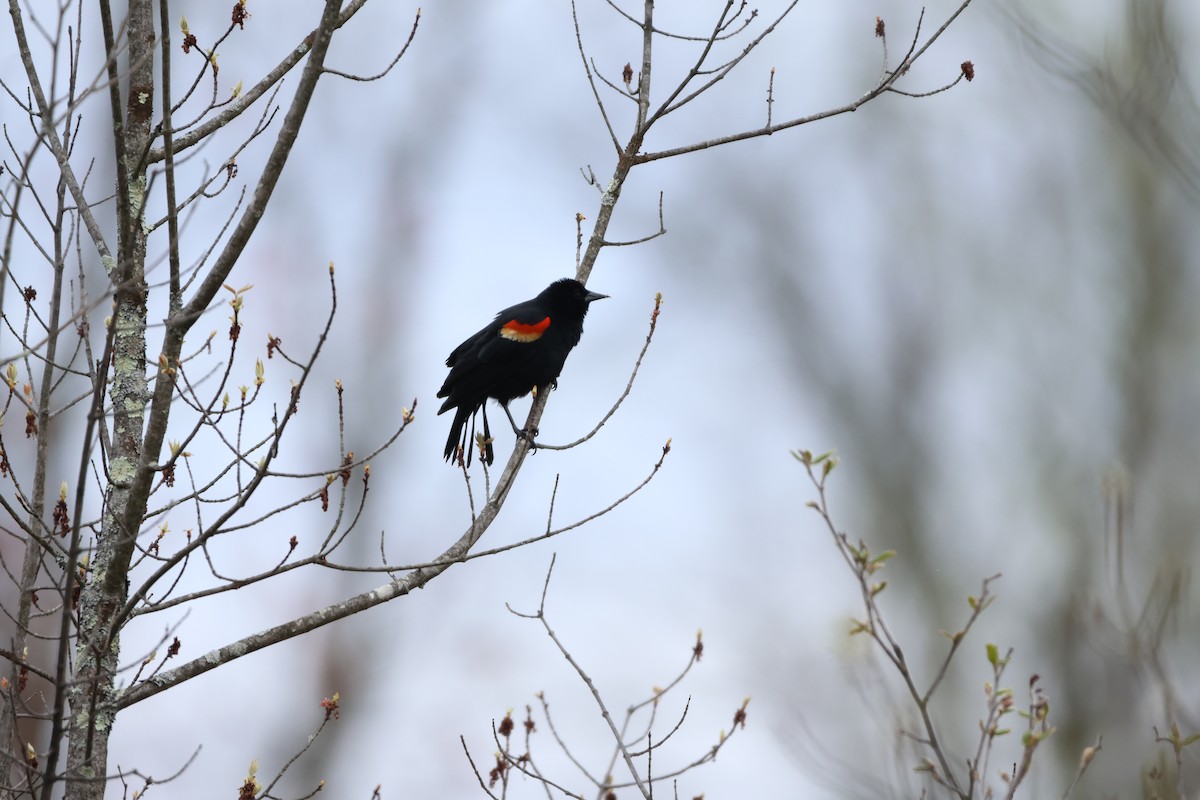 Red-winged Blackbird - ML619634845