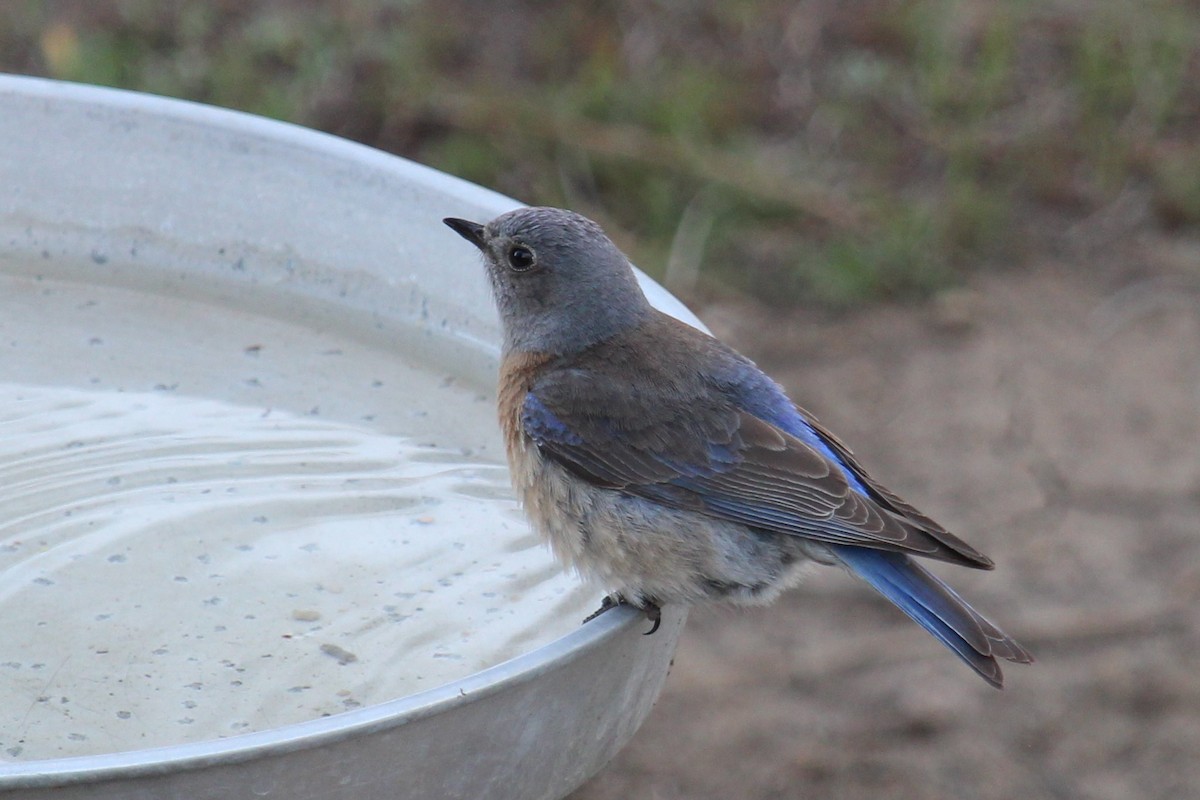 Western Bluebird - Connor Thomas