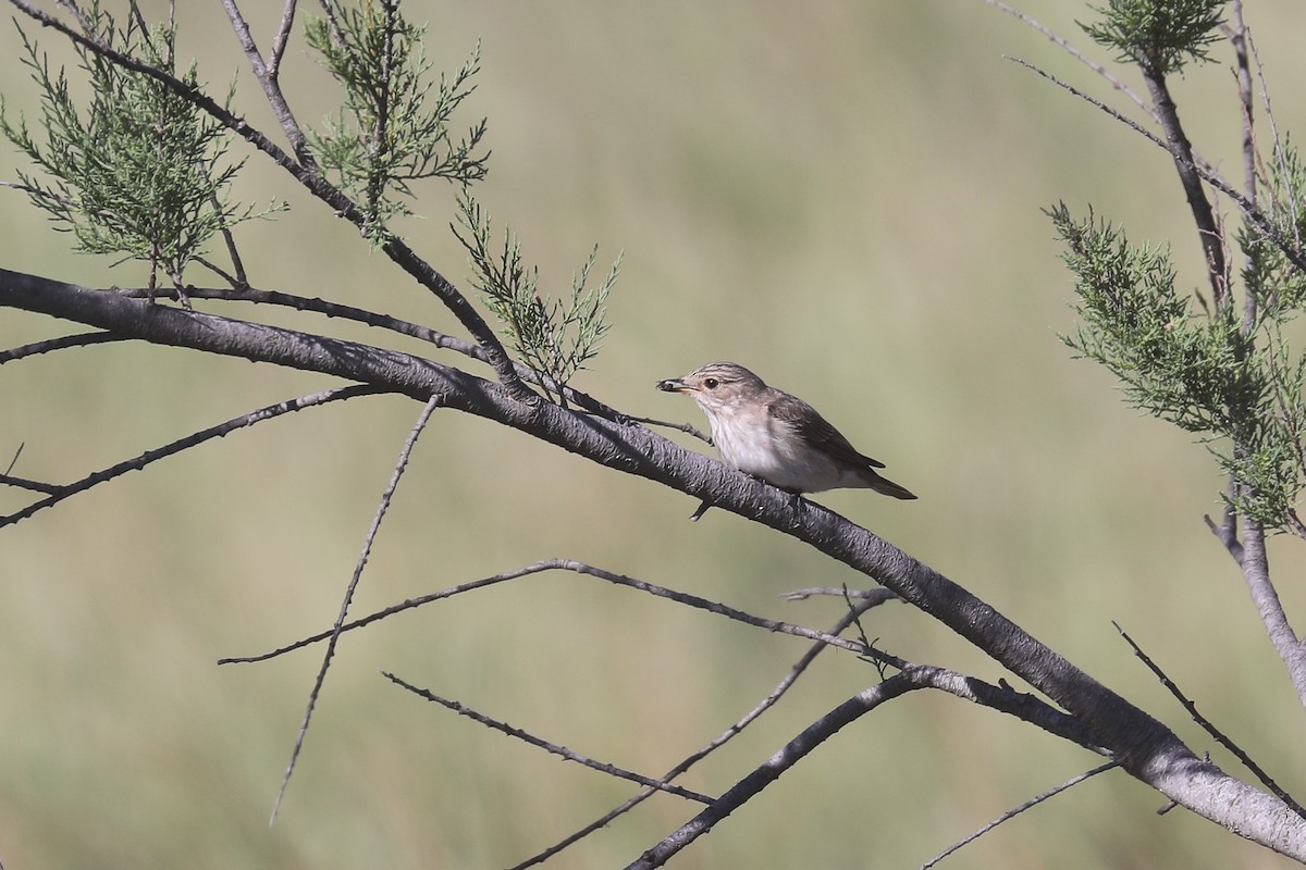 Spotted Flycatcher (Spotted) - ML619634854