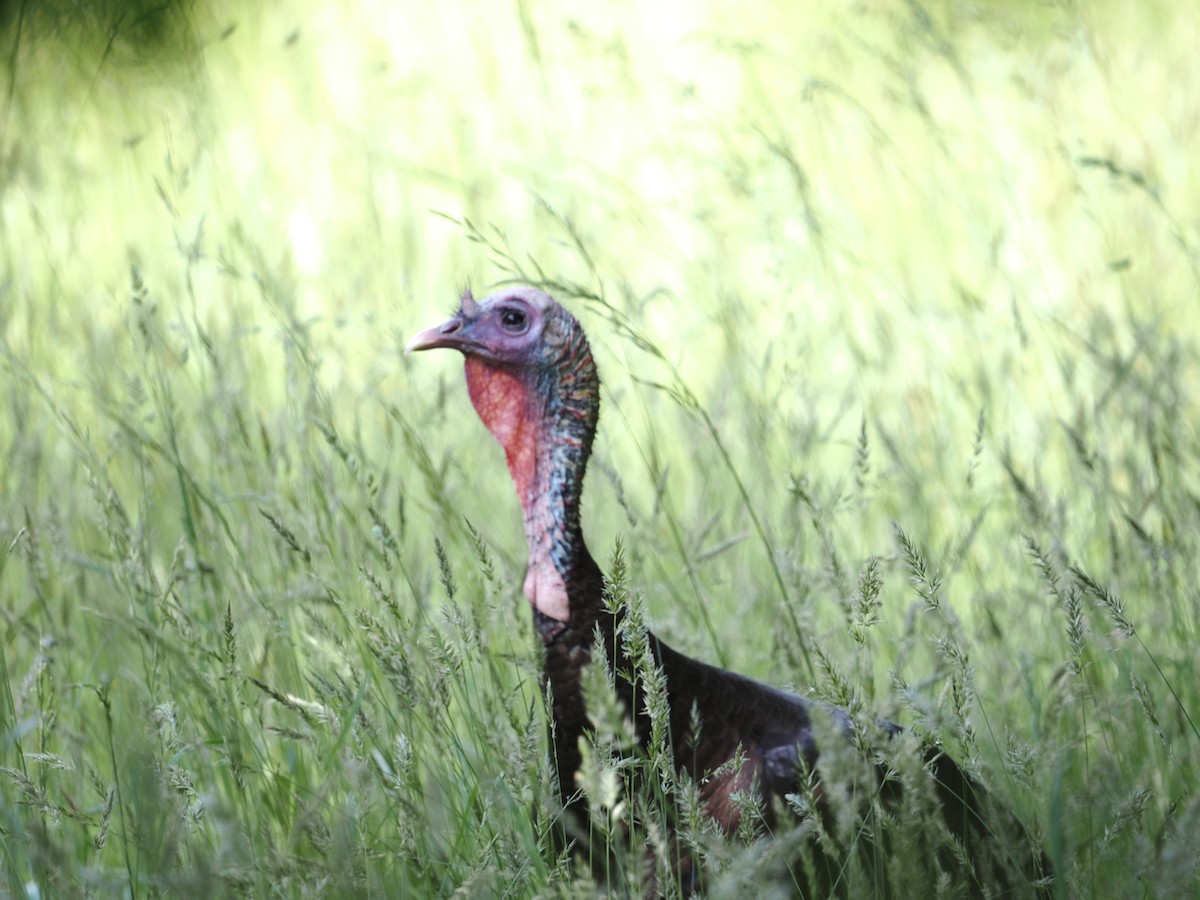 Wild Turkey - Donna Paterson