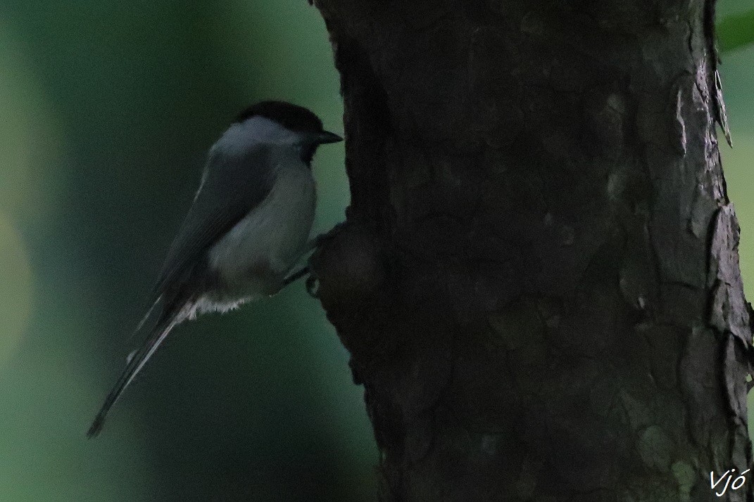 Marsh Tit - Lluís Vilamajó