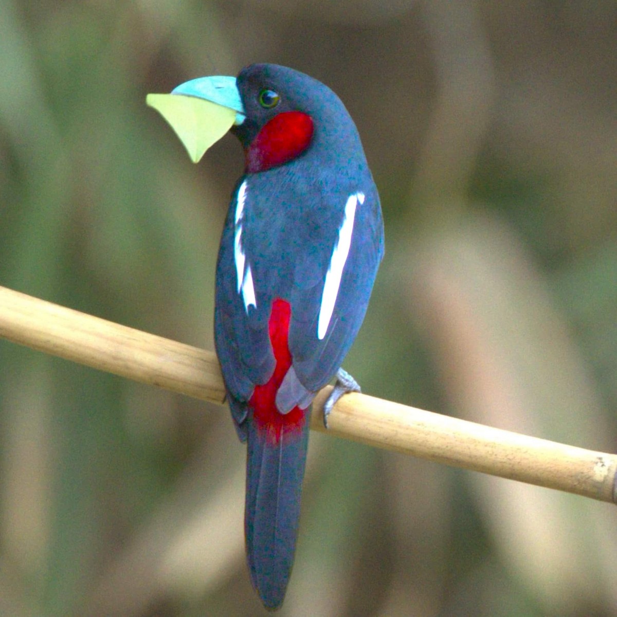 loboš červenočerný - ML619634859