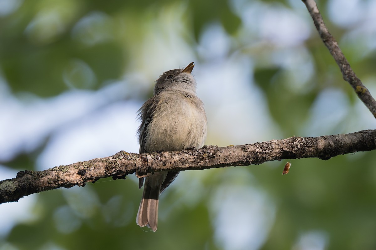 Least Flycatcher - David Eberly