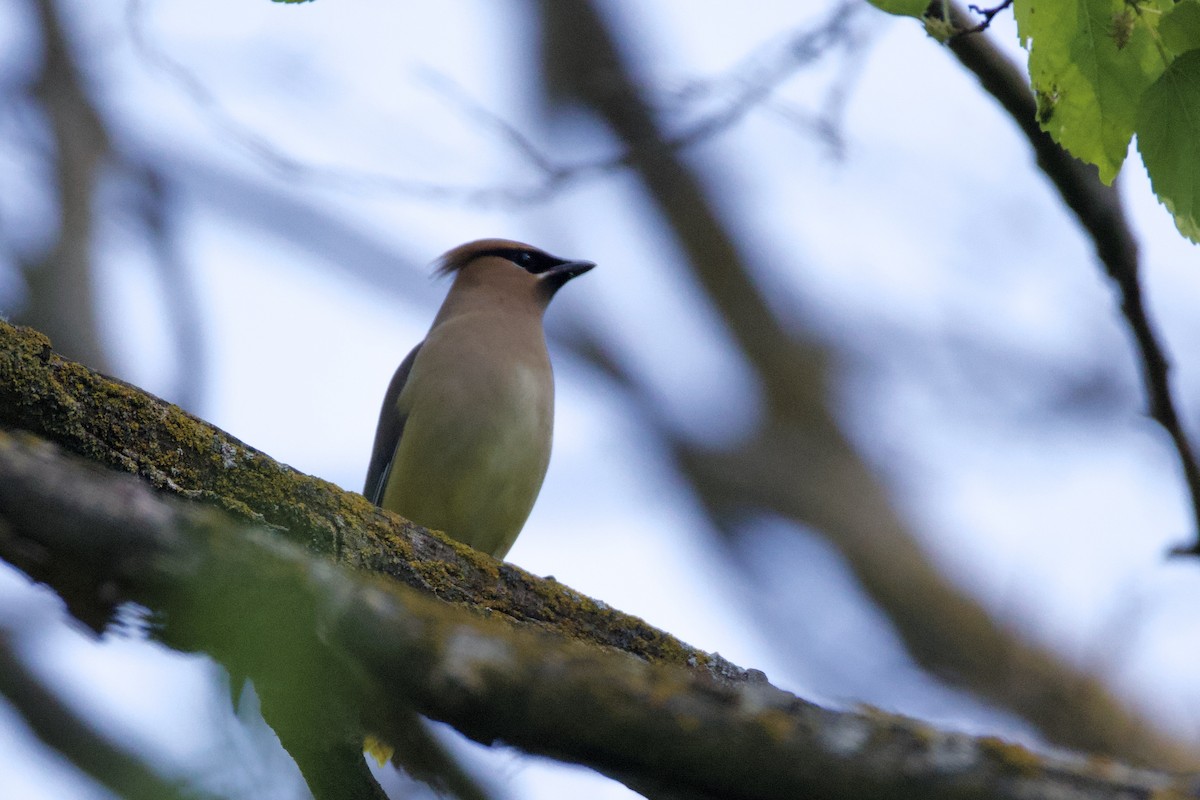 Cedar Waxwing - Mark Elness