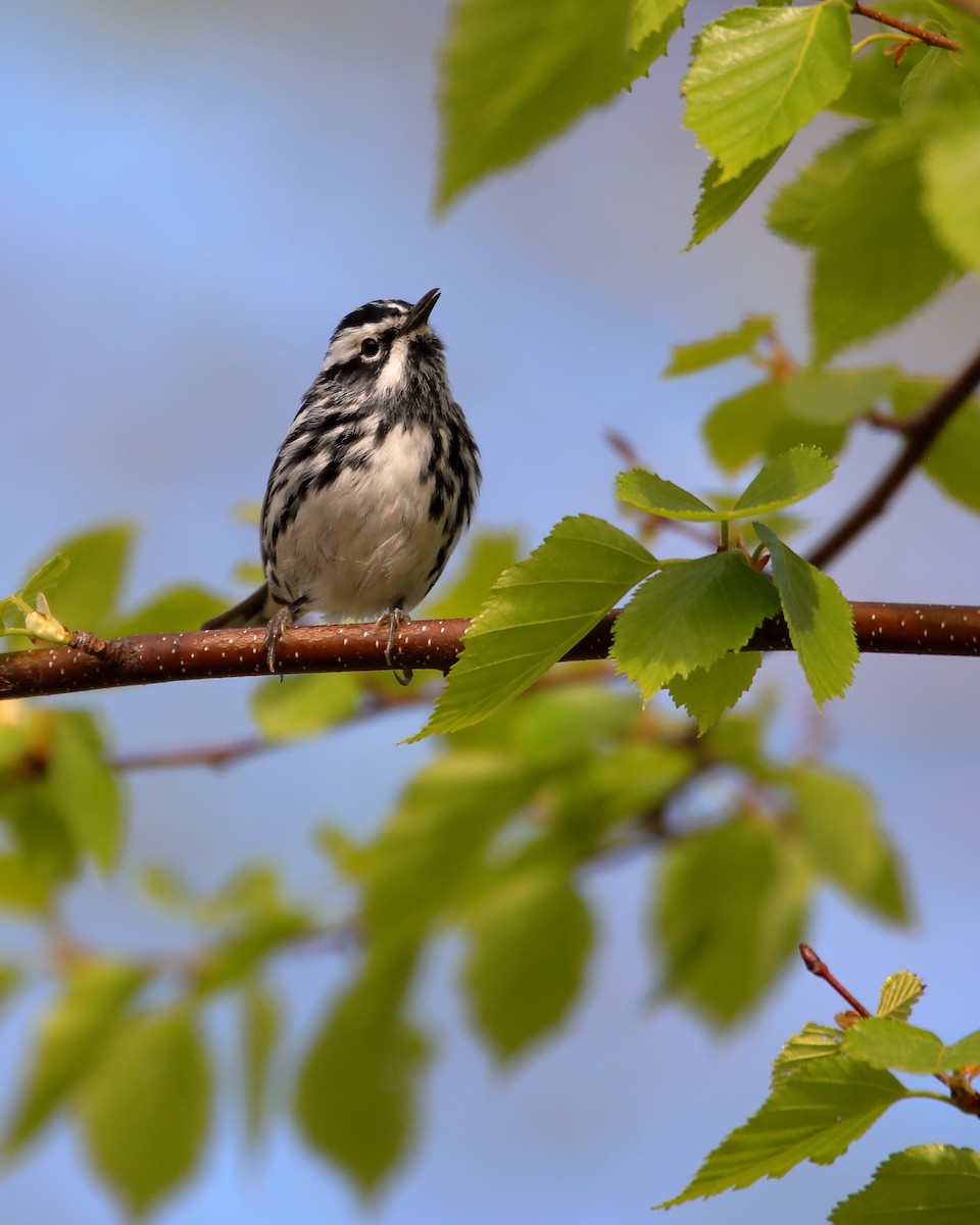 Black-and-white Warbler - Wes Slauenwhite