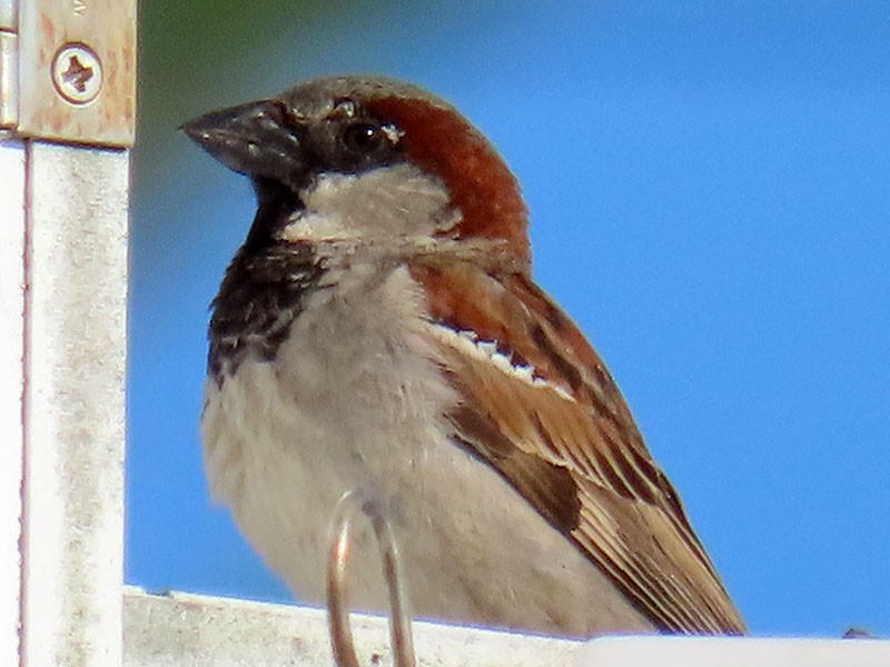 House Sparrow - Karen Lebing