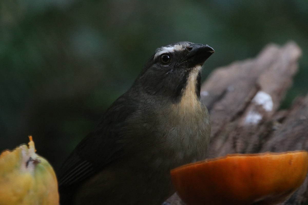 Bluish-gray Saltator - Haydee Cabassi