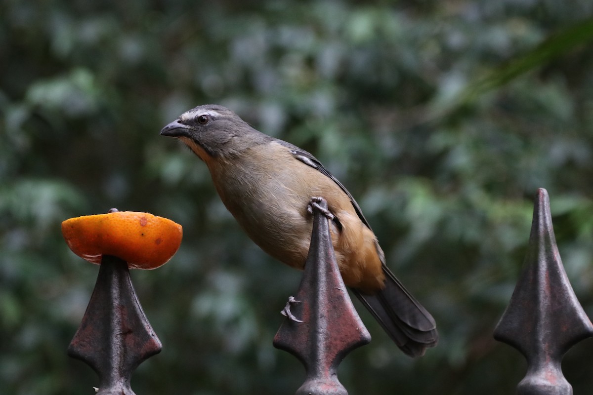 Bluish-gray Saltator - Haydee Cabassi