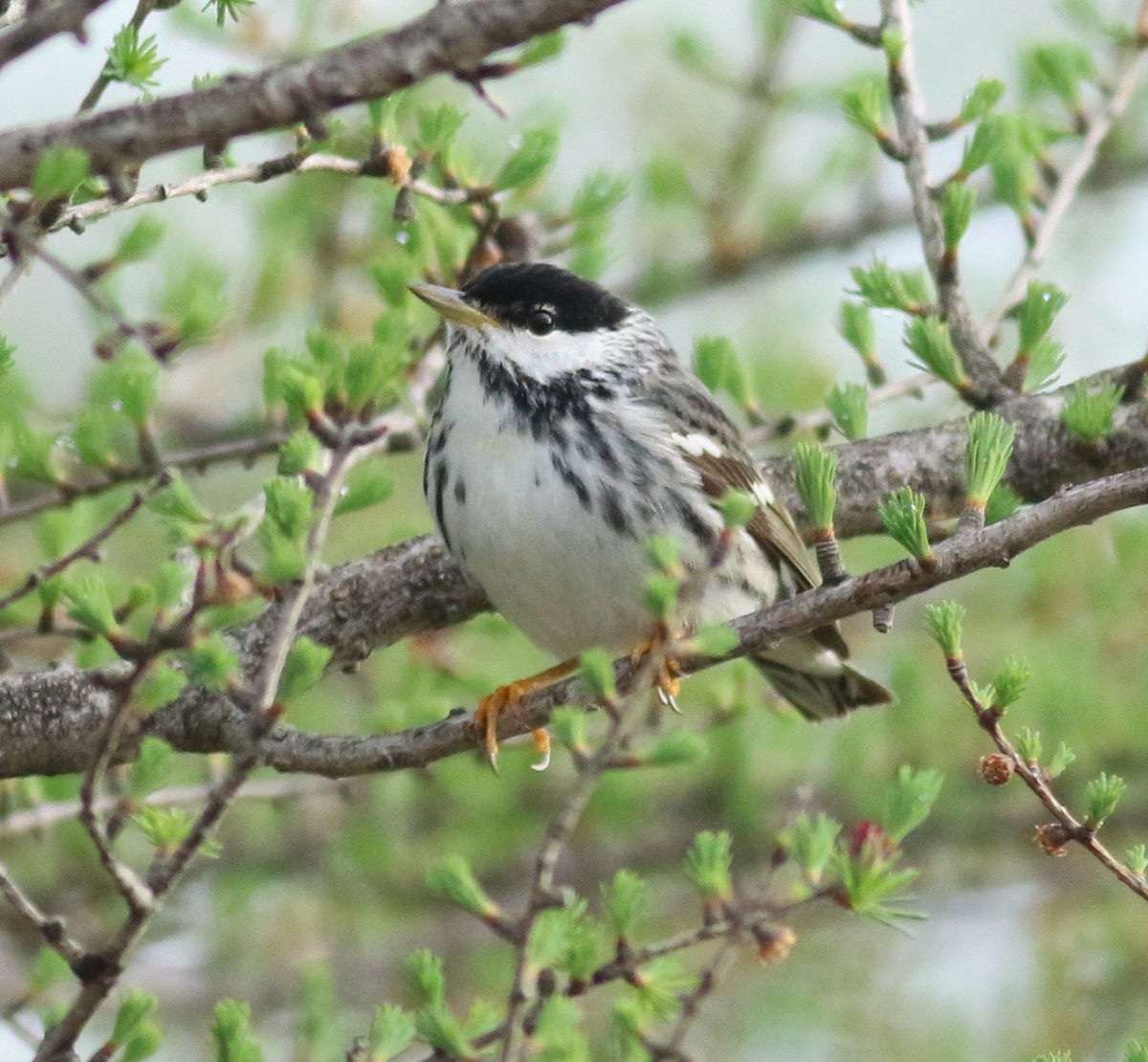 Blackpoll Warbler - Randolph White 🦅