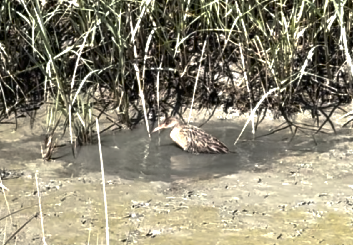 Ridgway's Rail - Cristian Orellana