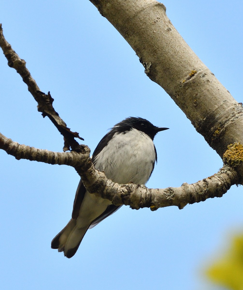 Black-throated Blue Warbler - Sylvain Dallaire