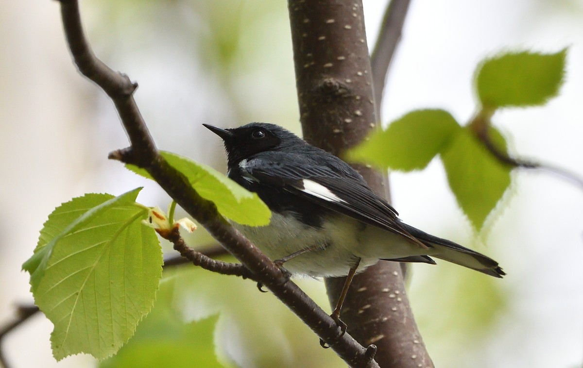 Black-throated Blue Warbler - Sylvain Dallaire