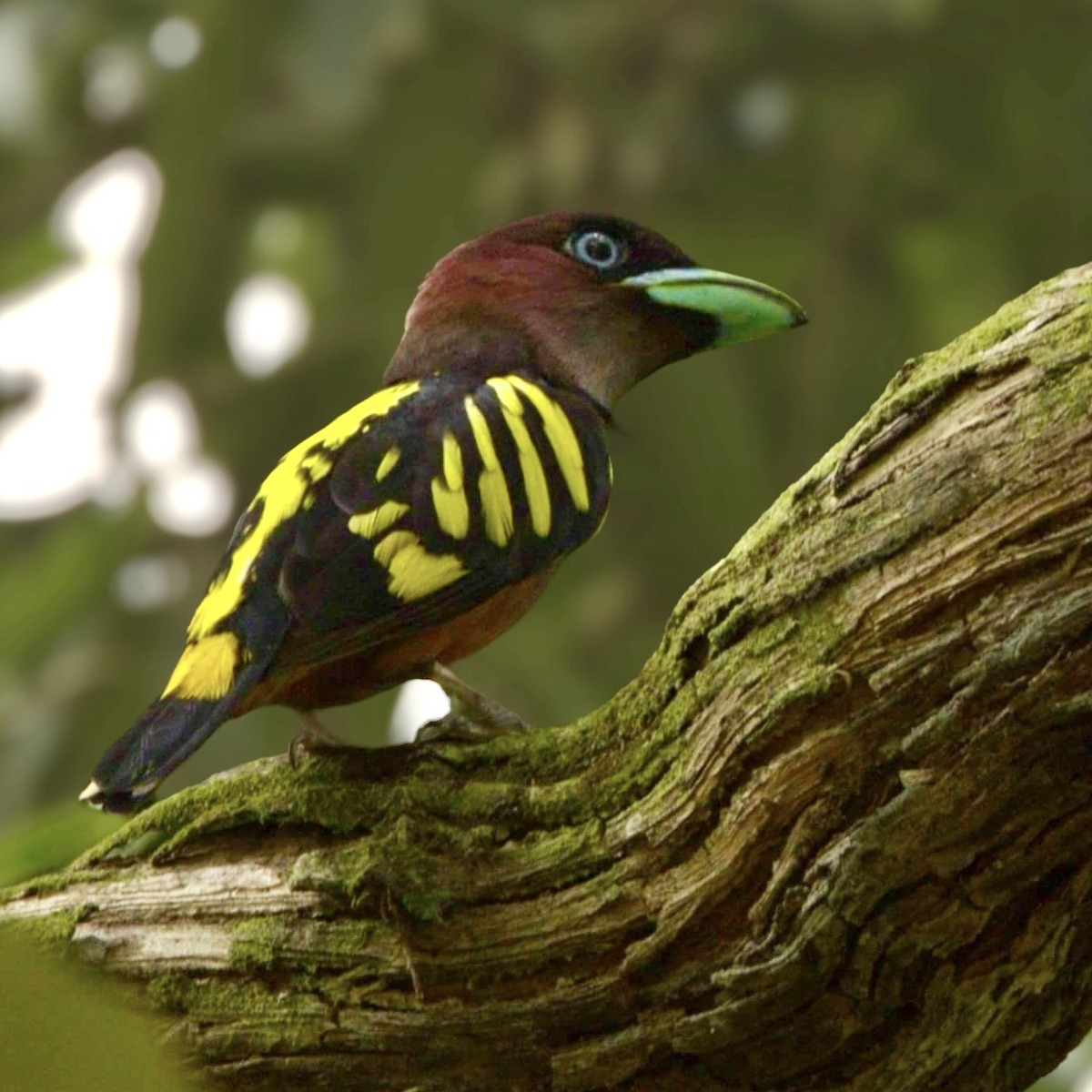 loboš páskovaný - ML619634899