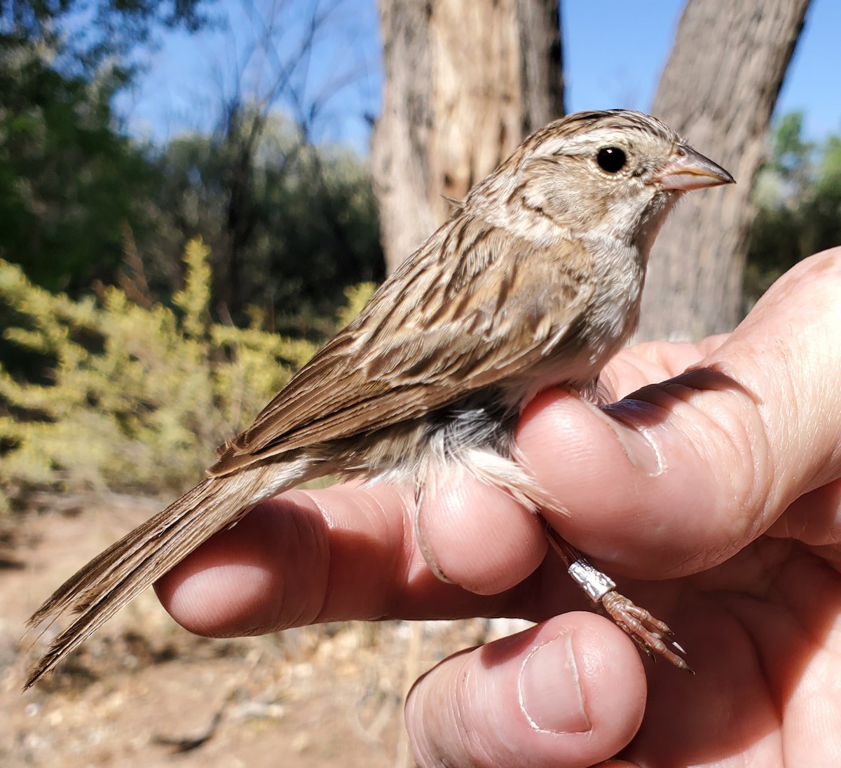 Brewer's Sparrow - Nancy Cox