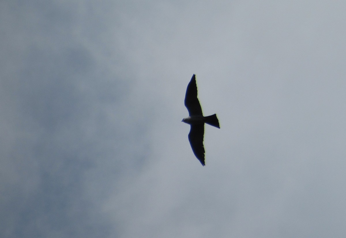 Mississippi Kite - Timothy Blanchard