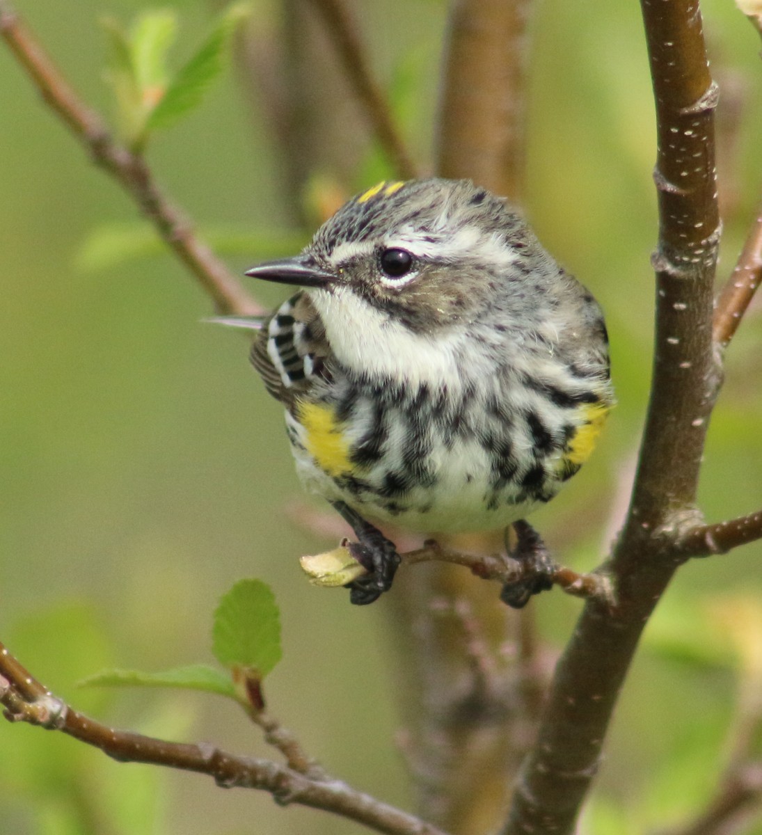 lesňáček žlutoskvrnný (ssp. coronata) - ML619634909