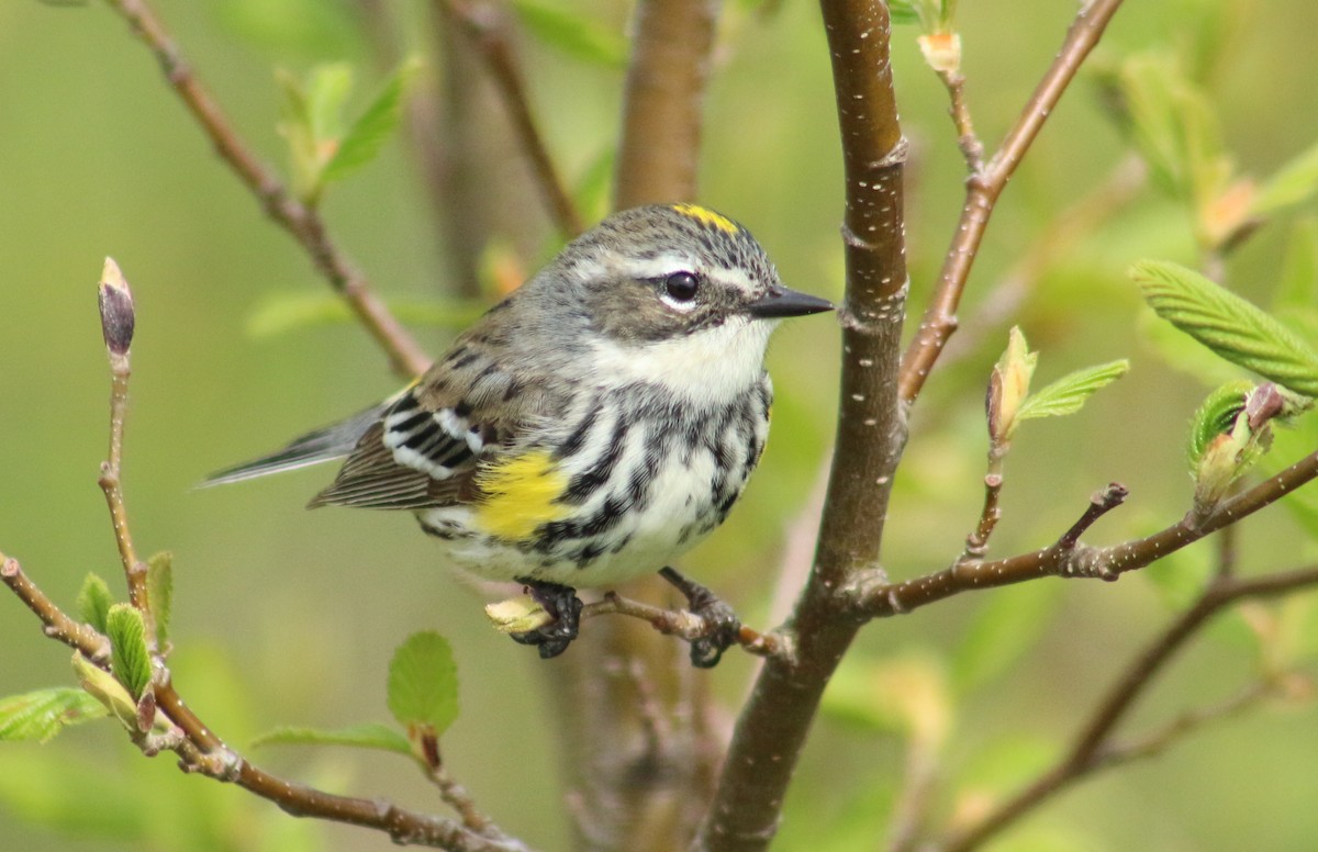 lesňáček žlutoskvrnný (ssp. coronata) - ML619634910