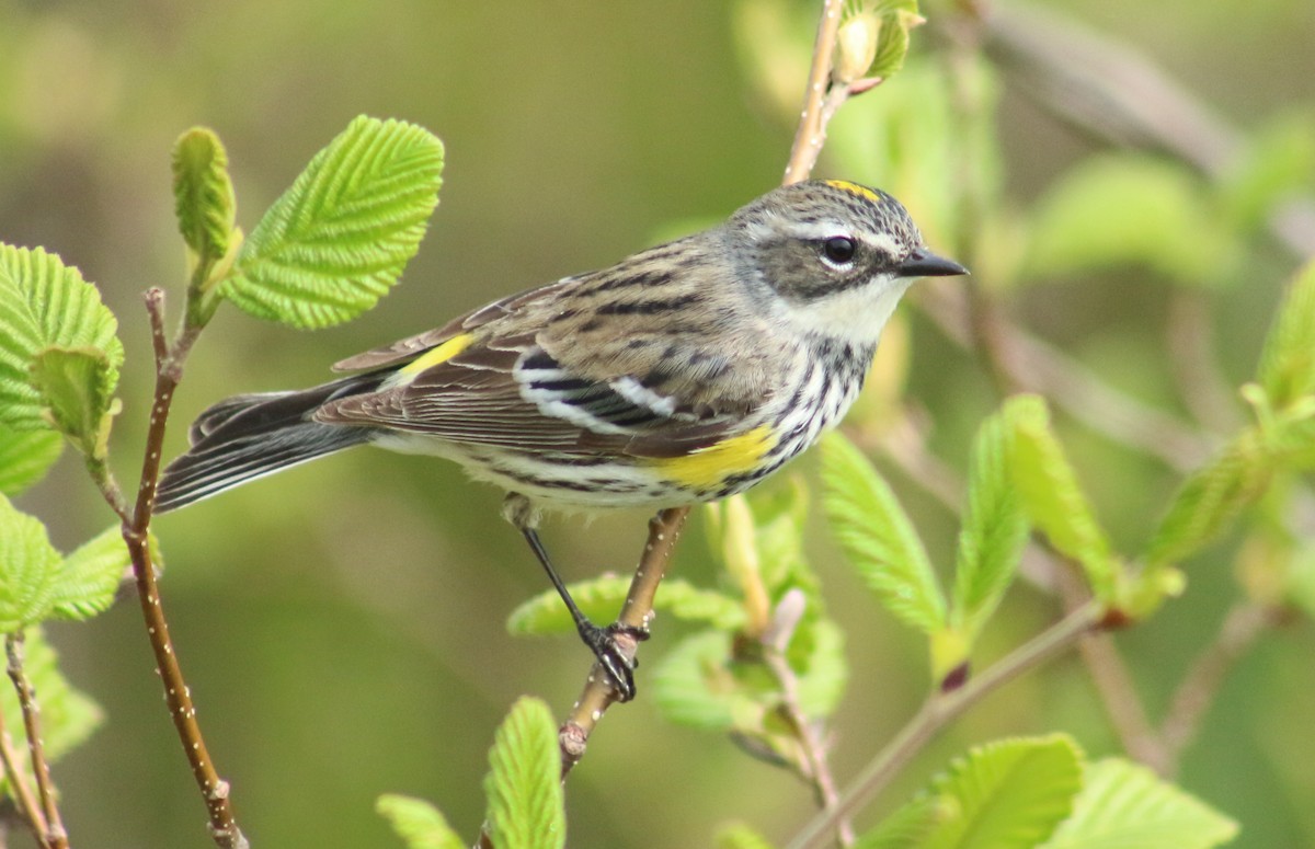 Reinita Coronada (coronata) - ML619634911