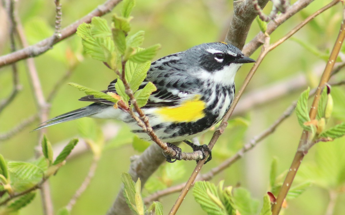 lesňáček žlutoskvrnný (ssp. coronata) - ML619634912