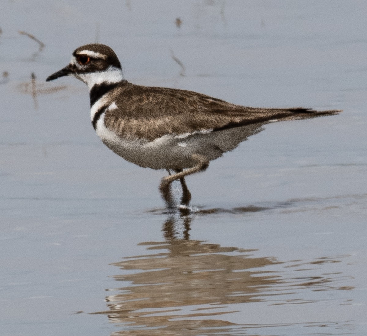 Killdeer - Lynn Chapman