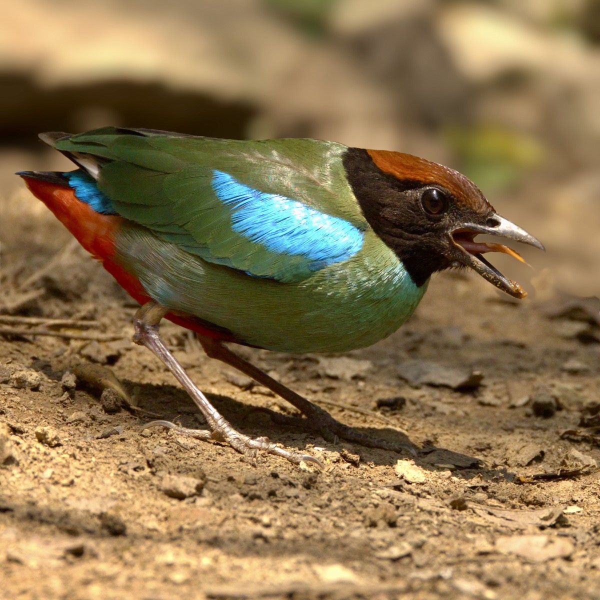 pita kápová - ML619634916