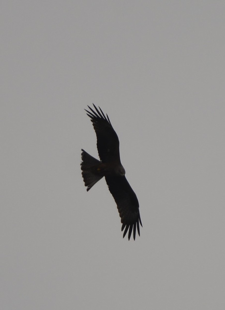 黑鳶 - ML619634918