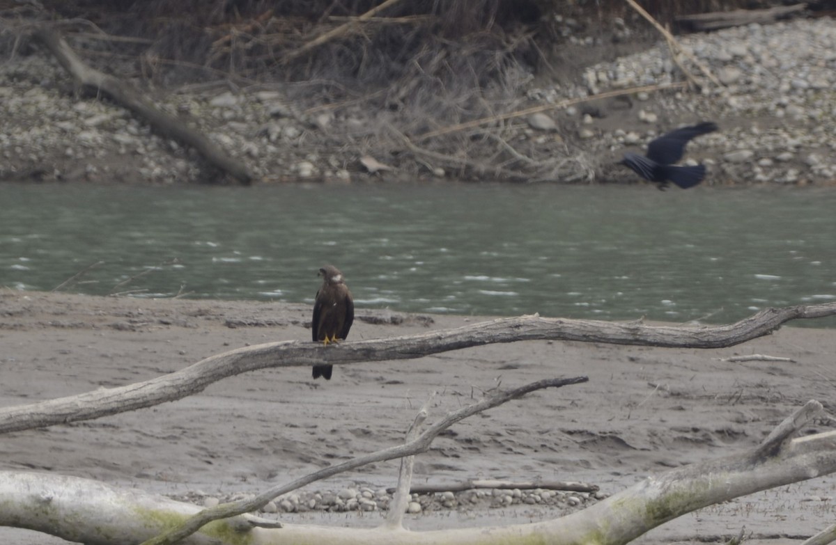 Black Kite - Dominique Blanc