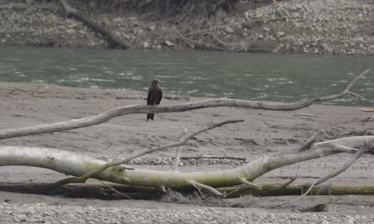 Black Kite - Dominique Blanc