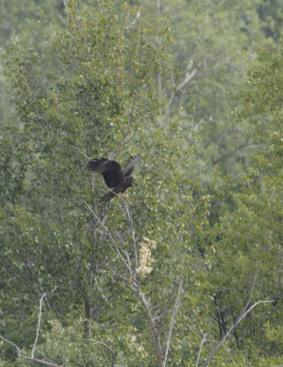 Black Kite - Dominique Blanc