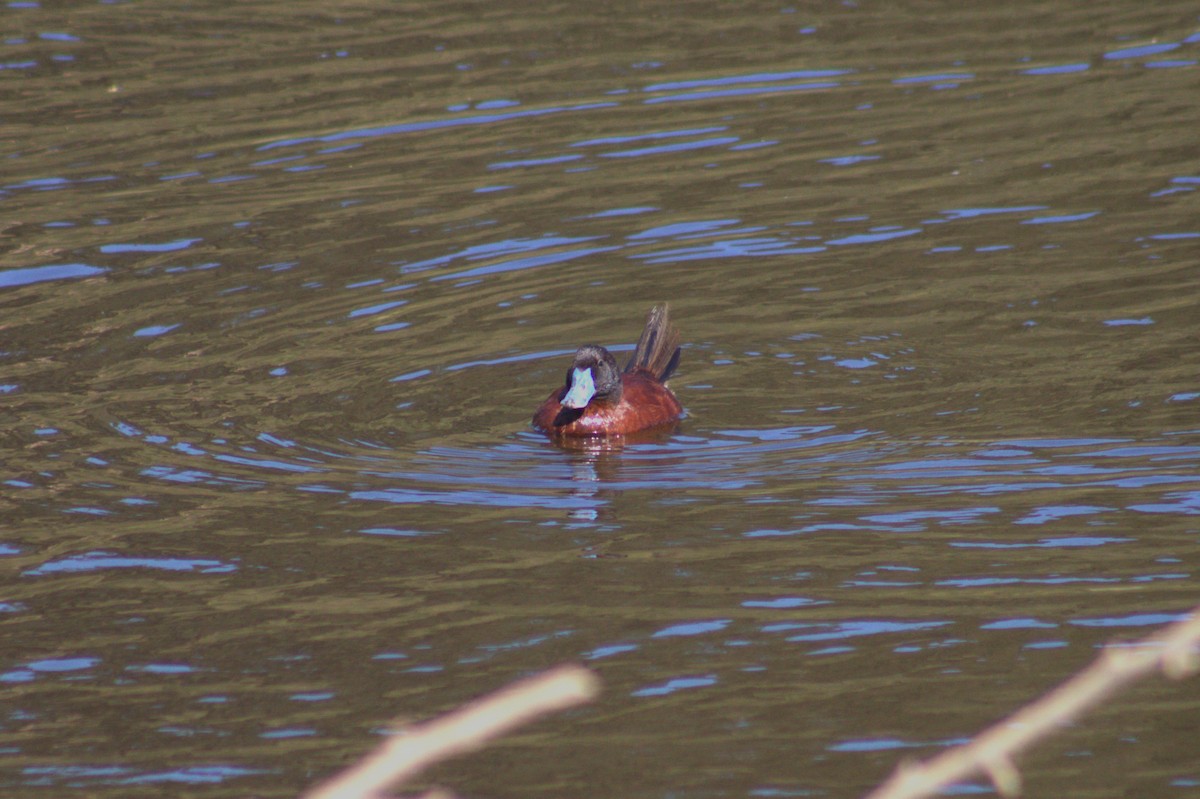 Lake Duck - Vicente Avilés