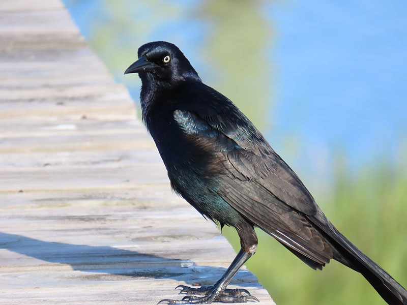 Boat-tailed Grackle - Karen Lebing